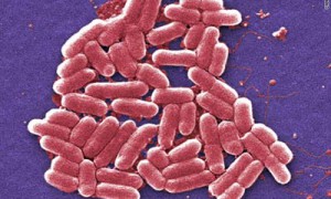 Programmable Bacteria are recognized for curing diseases.