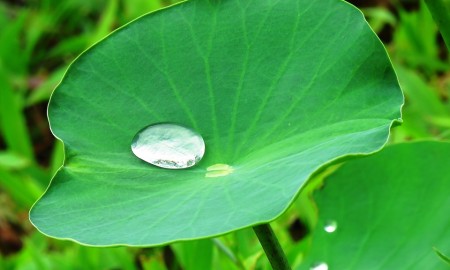 lotus-leaf-2420205_960_720