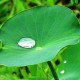 lotus-leaf-2420205_960_720