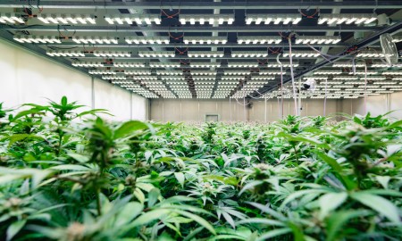 Cannabis Indoor Plantation - equipped with Sanlight lights and integrated OSRAM LED Person: Martin Anker (CEO Sanlight)