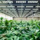 Cannabis Indoor Plantation - equipped with Sanlight lights and integrated OSRAM LED Person: Martin Anker (CEO Sanlight)