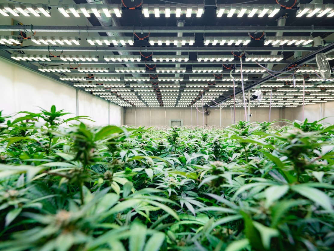 Cannabis Indoor Plantation - equipped with Sanlight lights and integrated OSRAM LED Person: Martin Anker (CEO Sanlight)